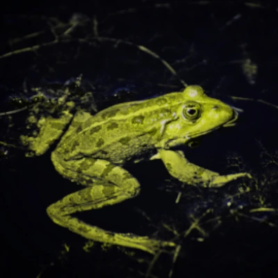 Naturaleza nocturna