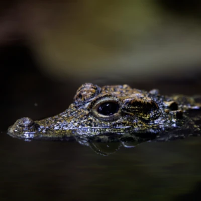 Reptil